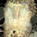 cuttlefish_sb_gld_v_0174_kom1791.jpg